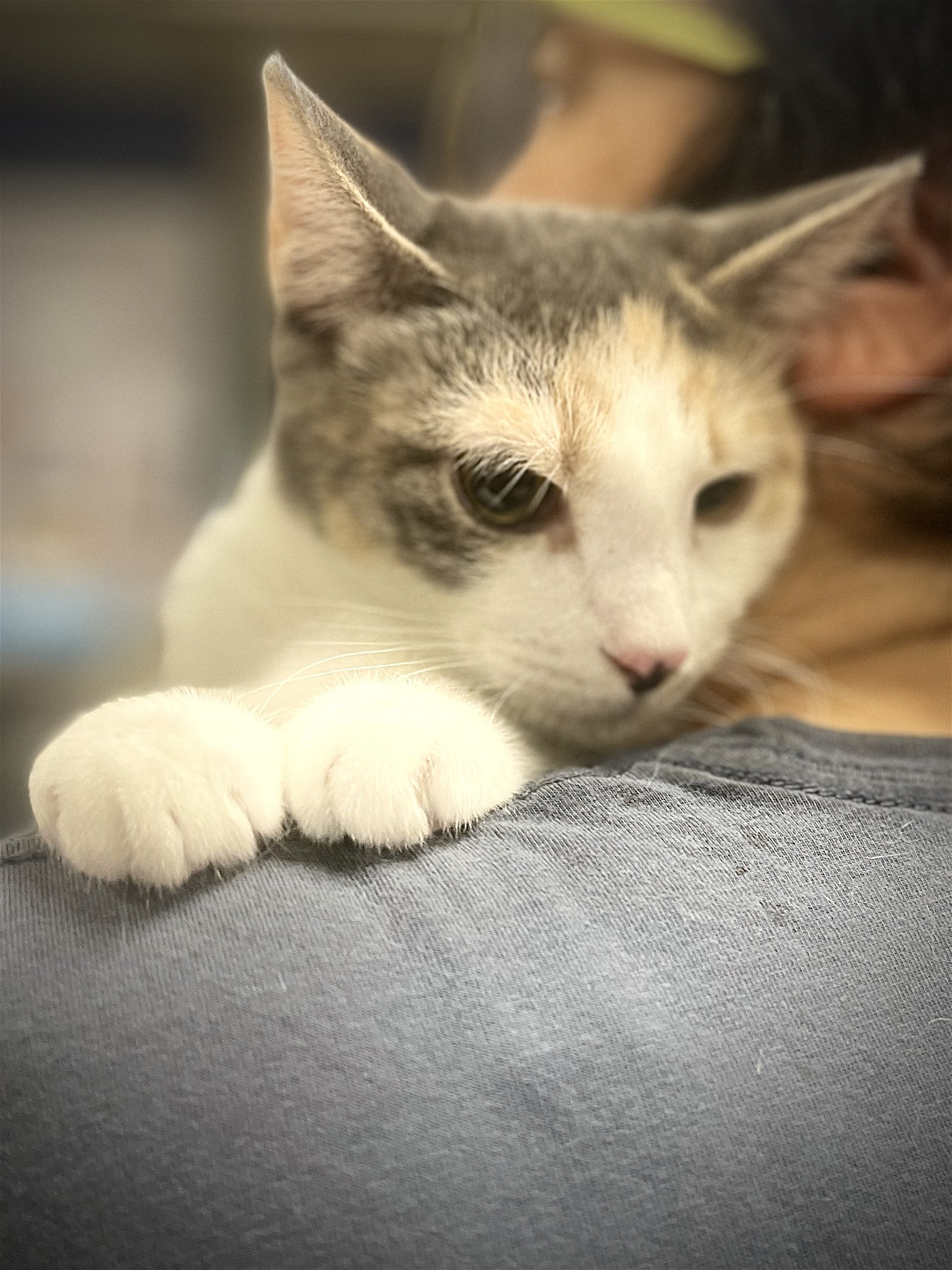 adoptable Cat in Brooklyn, NY named Pixie: sweetest girl!