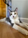 adoptable Cat in  named Pixie: playful sweetheart
