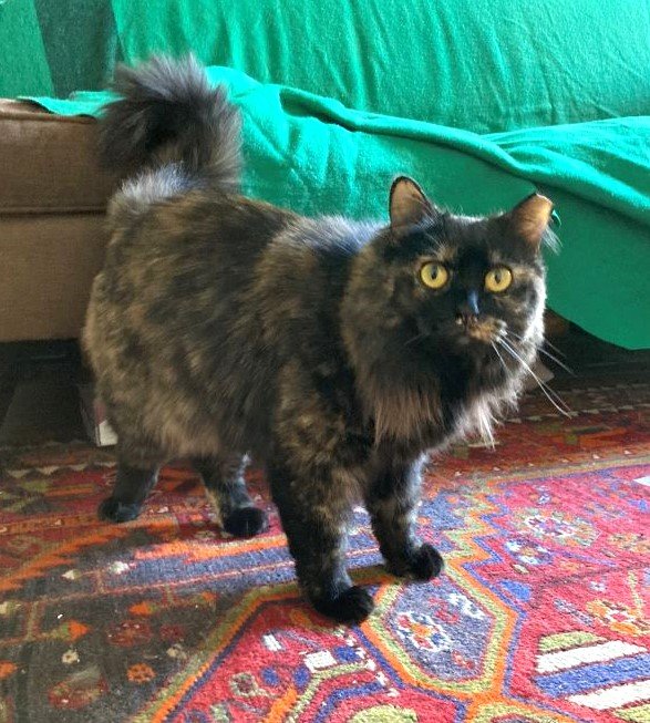 adoptable Cat in Brooklyn, NY named Hope: Gorgeous Maine Coon/tortie mix