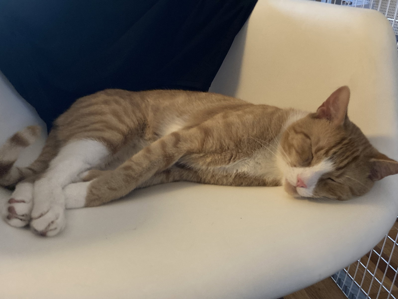 Cats for Adoption in Sewaren, New Jersey Alpha Paw