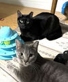 adoptable Cat in  named Cosmo and Luna