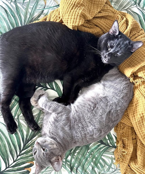 COSMO AND LUNA - Bombay available for adoption
