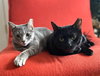 Cosmo and Luna - Photo 5