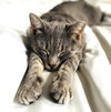 Cosmo and Luna - Photo 6