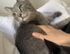 Cosmo and Luna - Photo 7