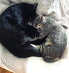Cosmo and Luna - Photo 8
