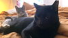 Cosmo and Luna - Photo 10