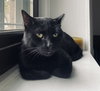 Cosmo and Luna - Photo 11