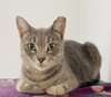 Cosmo and Luna - Photo 12