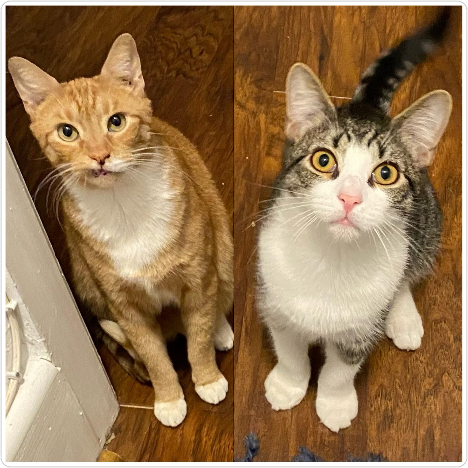 adoptable Cat in Brooklyn, NY named Kiefer and London, adorable best friends!