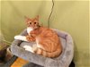 adoptable Cat in brooklyn, NY named Bobby
