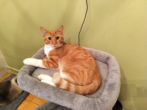 BOBBY - Domestic Short Hair available for adoption