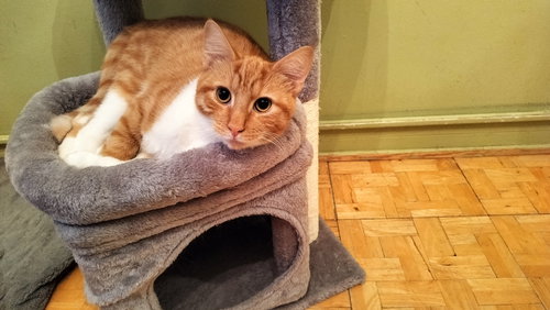 BOBBY - Domestic Short Hair available for adoption