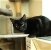 adoptable Cat in brooklyn, NY named Raven is sassy and sweet!