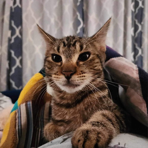 SIMON - Domestic Short Hair available for adoption