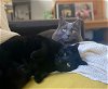 adoptable Cat in brooklyn, NY named Mosqui and Bisou, beautiful bonded siblings!