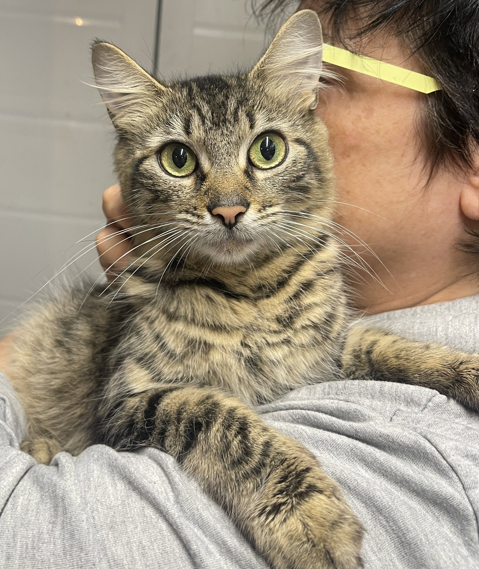 Cats for Adoption in Hastings On Hudson, New York Alpha Paw