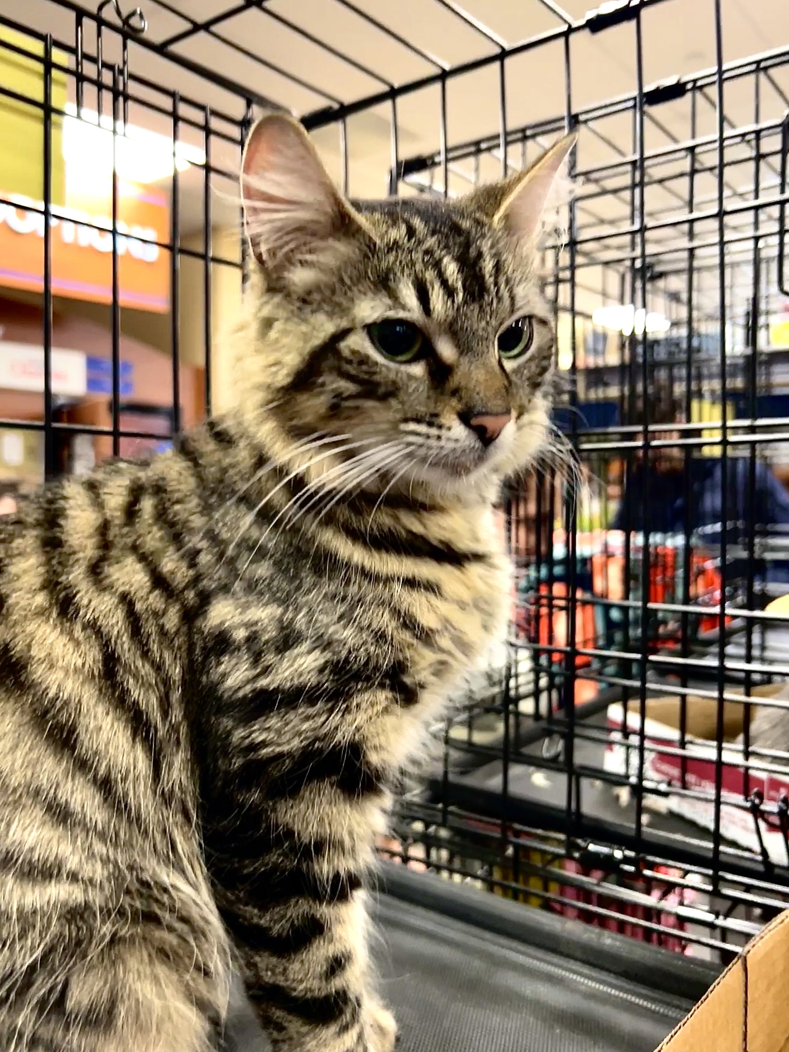 Cats for Adoption in Hastings On Hudson, New York Alpha Paw