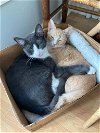 adoptable Cat in brooklyn, NY named Clover & Marbles are distinguished boys!