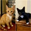 adoptable Cat in brooklyn, NY named Maple & Walnut, A Joyful Duo!