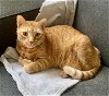 adoptable Cat in brooklyn, NY named Prince Harry A Charming Tabby Boy!