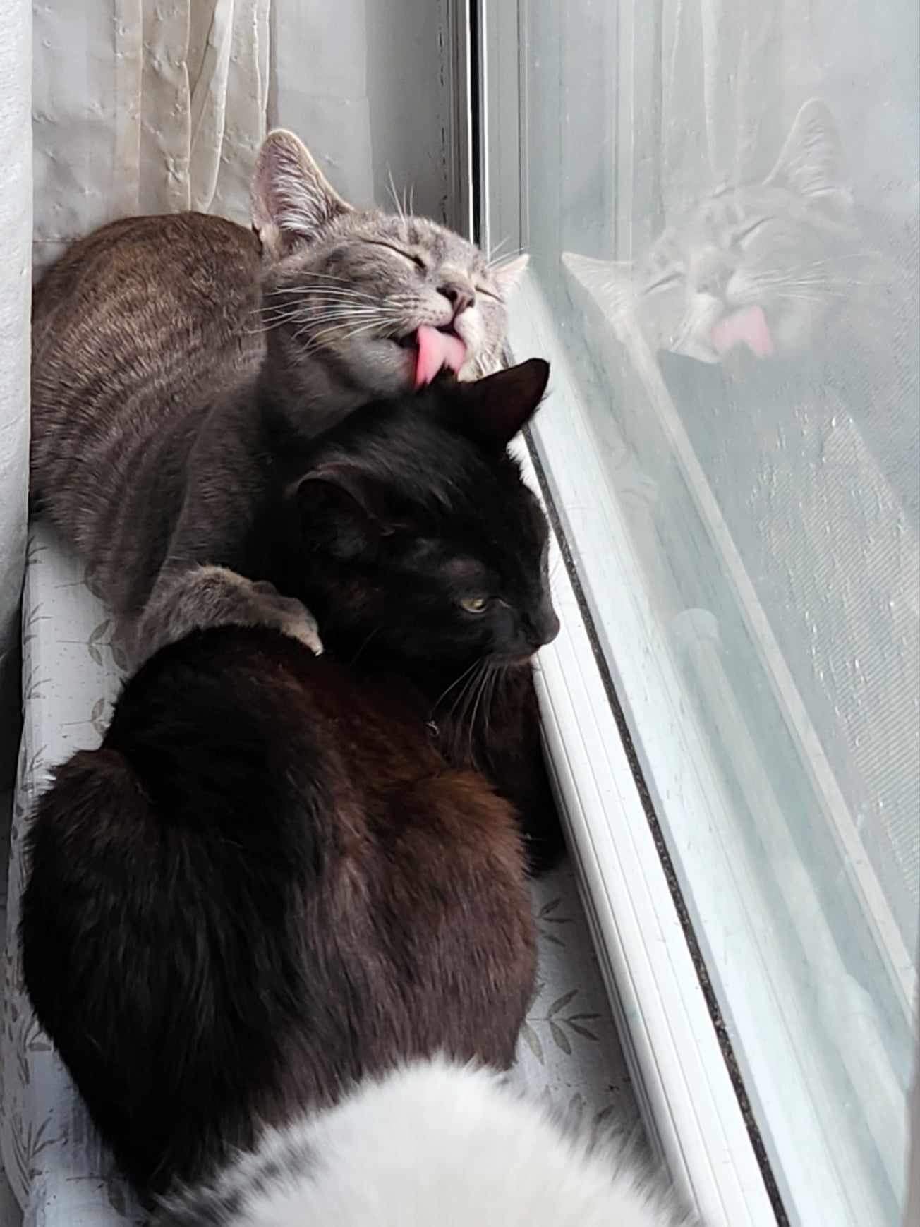 adoptable Cat in Brooklyn, NY named Wednesday and Dolly - Silliest Sisters