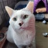 adoptable Cat in brooklyn, NY named Luckyboy!
