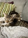 adoptable Cat in brooklyn, NY named Bert & Ernie: Young pair, hilarious & affectionate
