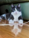 adoptable Cat in brooklyn, NY named Marlowe A Winning Personality