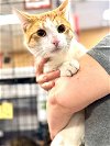 adoptable Cat in brooklyn, NY named Seamus loves everyone!