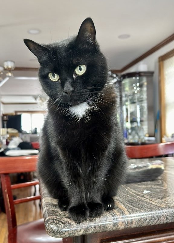 adoptable Cat in Brooklyn, NY named Brini: sweet older kitty