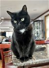 adoptable Cat in brooklyn, ny, NY named Brini: sweet older kitty