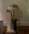Tony and Ferris - Photo 6