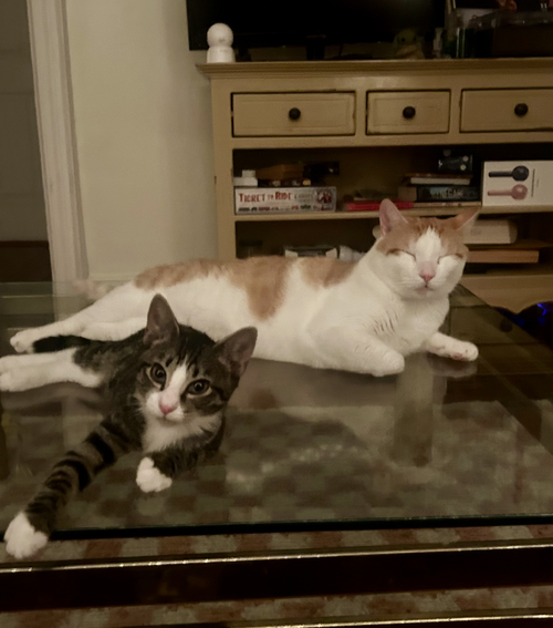 TONY AND FERRIS - Domestic Short Hair available for adoption