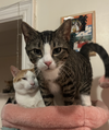 Tony and Ferris - Photo 2