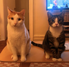 Tony and Ferris - Photo 3
