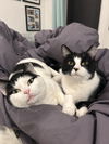 adoptable Cat in brooklyn, NY named Kuro and Shiro