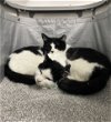 adoptable Cat in brooklyn, NY named Kuro and Shiro are a pretty pair!