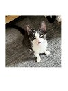 adoptable Cat in , NY named Edie is the perfect girl!