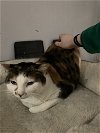 adoptable Cat in brooklyn, NY named Miss Bean, Beautiful Calico Girl