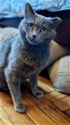 adoptable Cat in  named Clover-Russian Blue Beauty