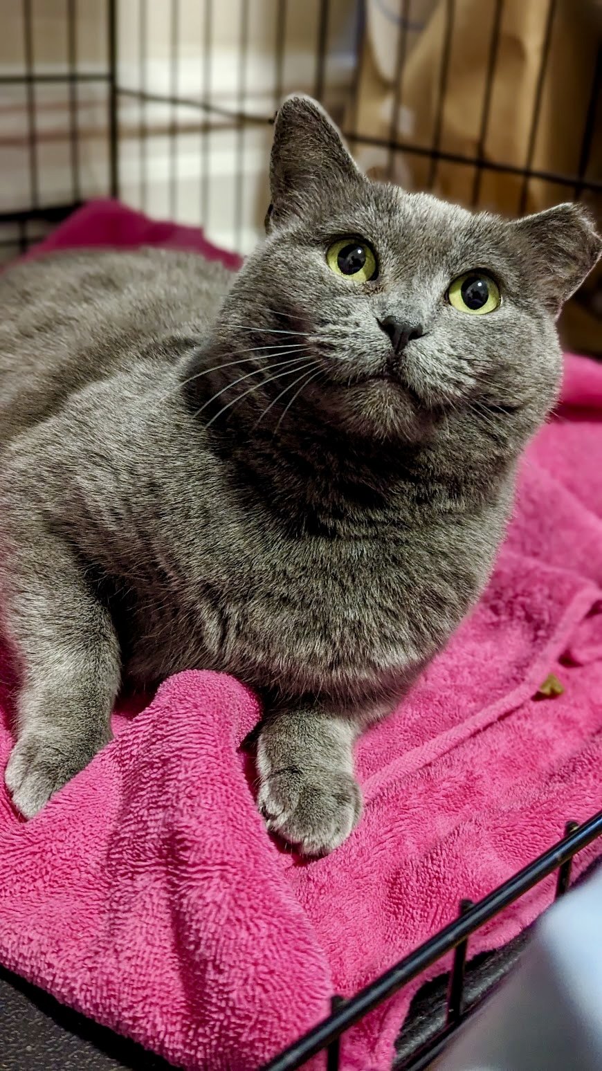 adoptable Cat in Brooklyn, NY named Clover-Russian Blue Beauty