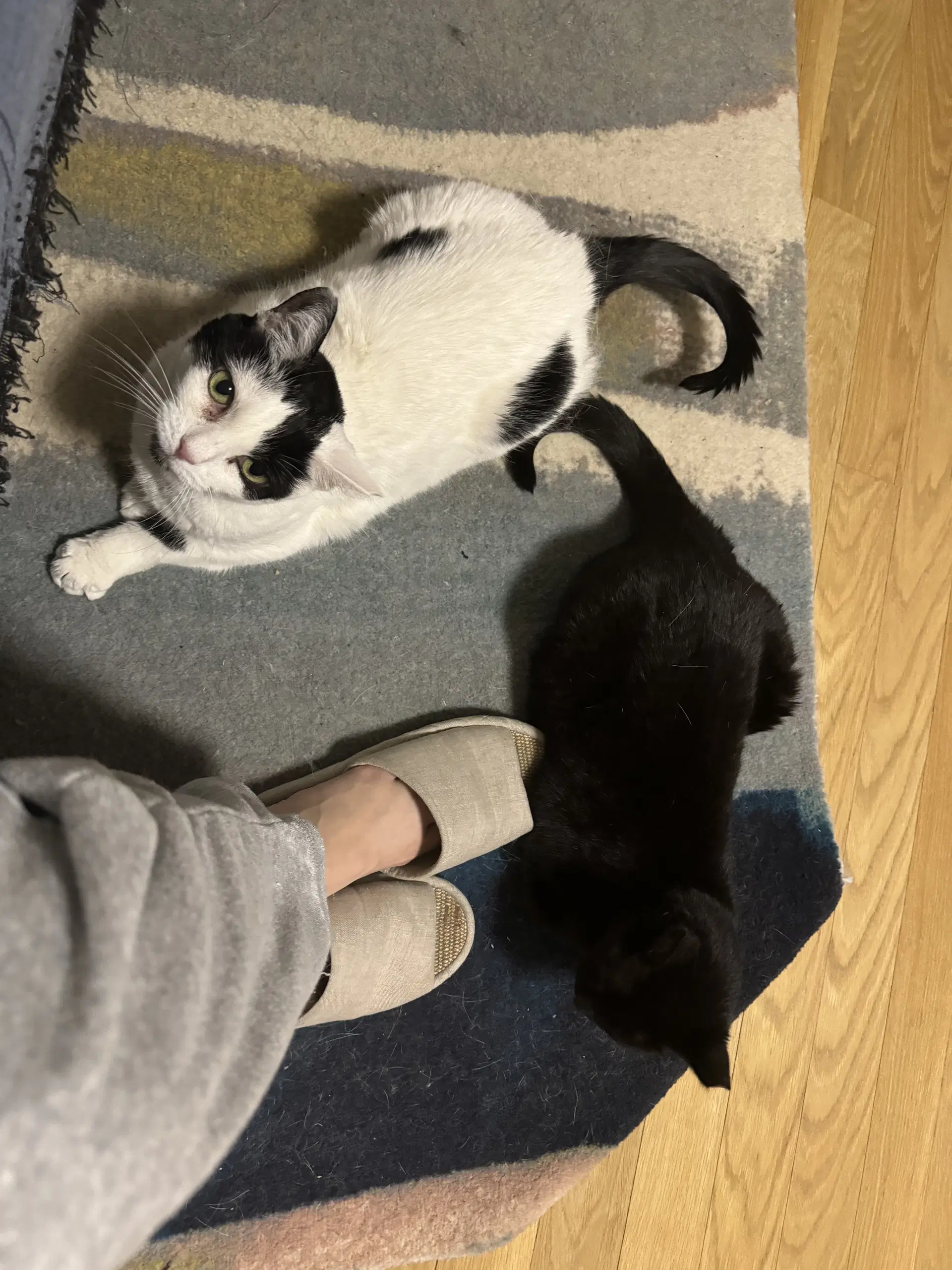 Michelle And Pearl - Domestic Short Hair