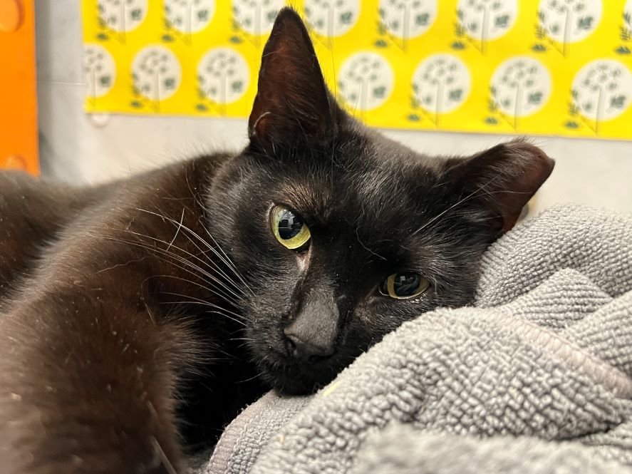 adoptable Cat in Brooklyn, NY named Sugar Snap Pea is sweet as can be!