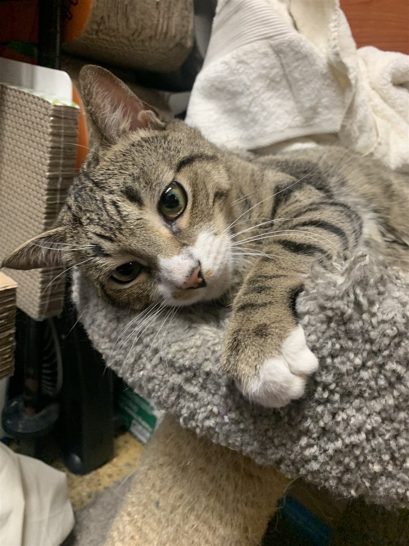 adoptable Cat in Brooklyn, NY named Howie