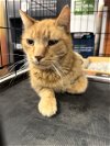 adoptable Cat in  named Boy Orange