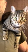 adoptable Cat in brooklyn, NY named Destiny