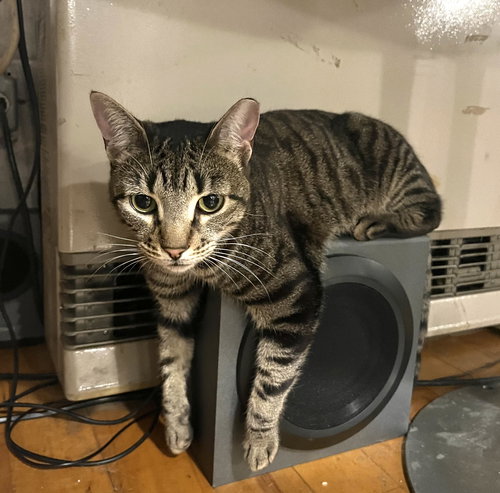 DESTINY - Domestic Short Hair available for adoption