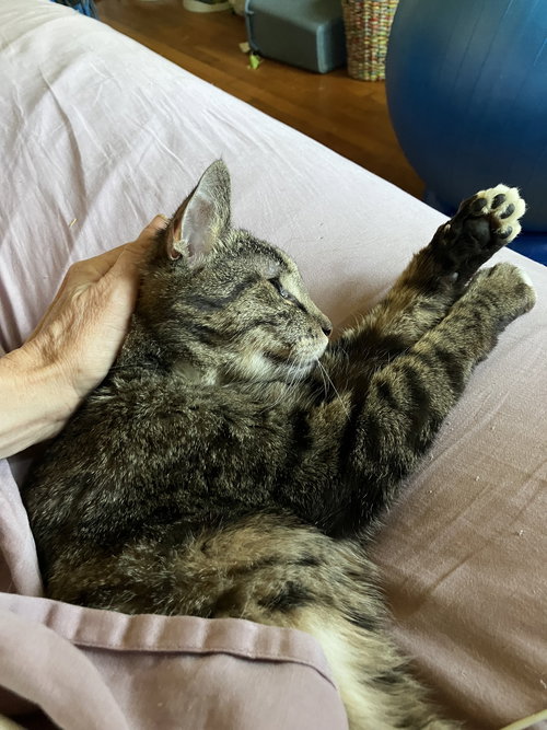 MOSES - Domestic Short Hair available for adoption