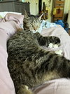 Moses - Photo 2